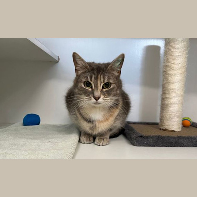 Photo of Choupette