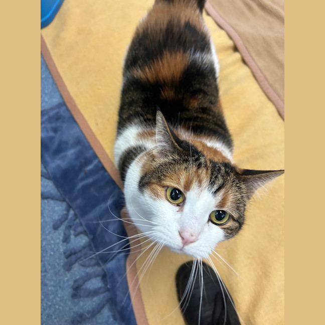 Photo of Pumpkin