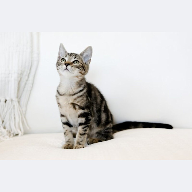 Photo of Pretzel