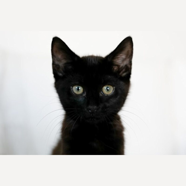 Photo of Marley