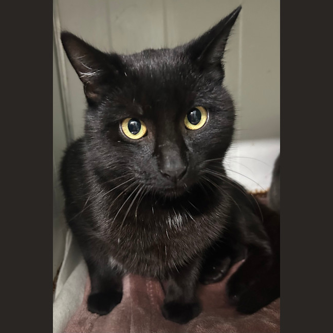 Photo of Salem