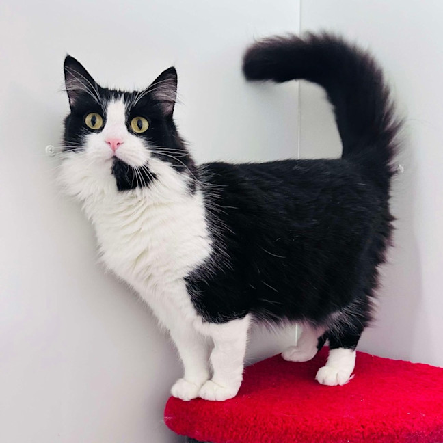 Photo of Merlin   Located In Hawthorn East