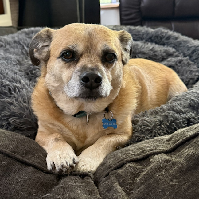 Photo of Rebel