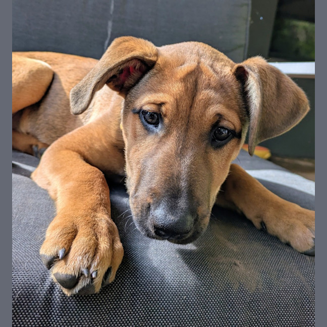 Photo of Daisy