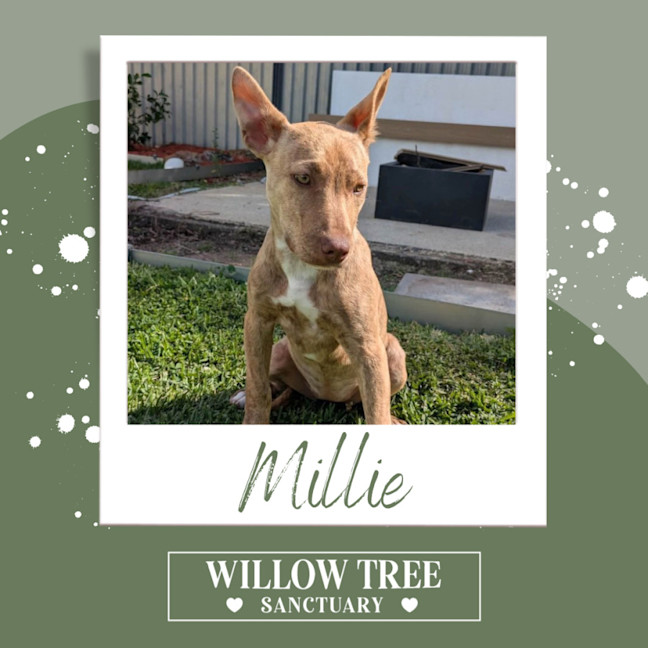 Photo of Millie