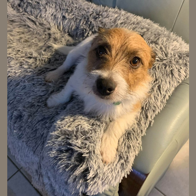 Photo of Scruffy
