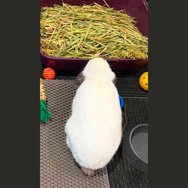 Photo of Binki