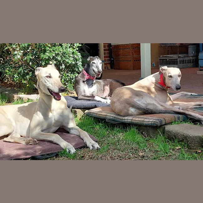 Photo of Mac 🐾💙.  Assisted Rehome