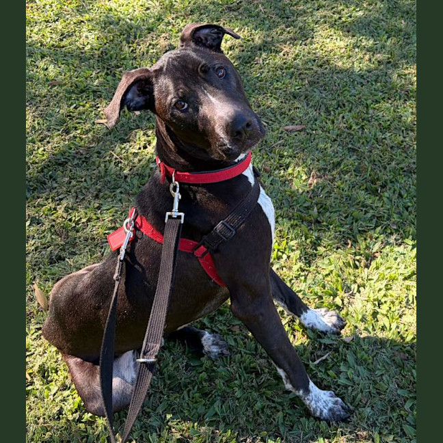 Photo of Buddy