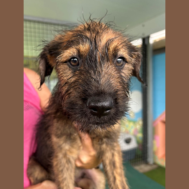 Photo of D1137 Jerome