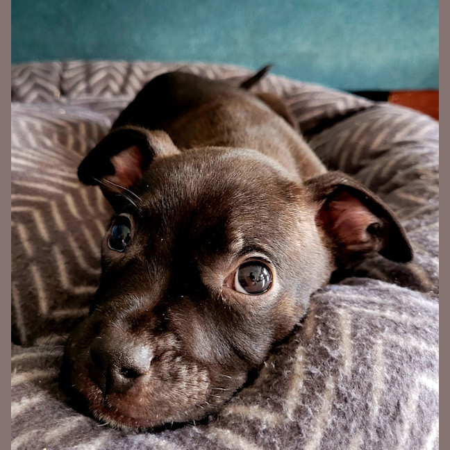 Photo of Churro