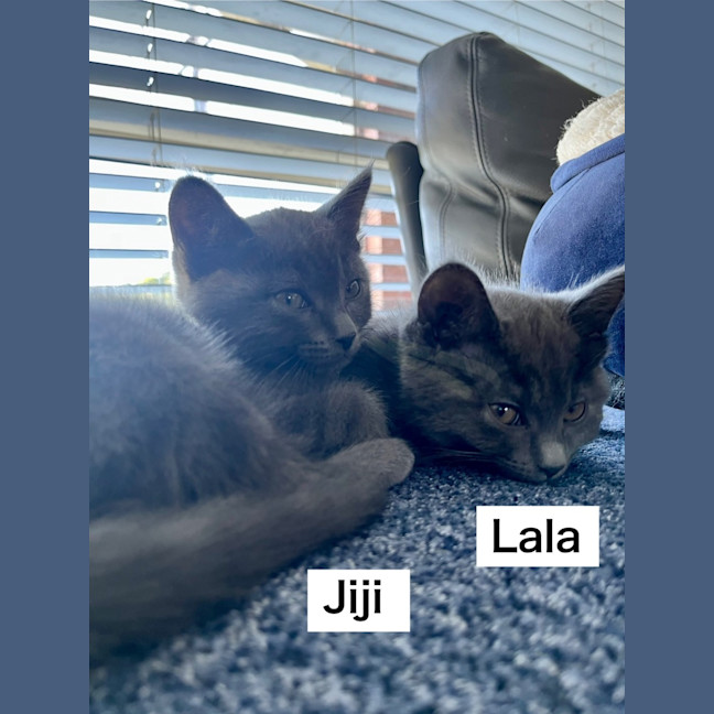 Photo of Jiji