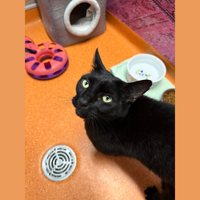 Photo of Shadow 