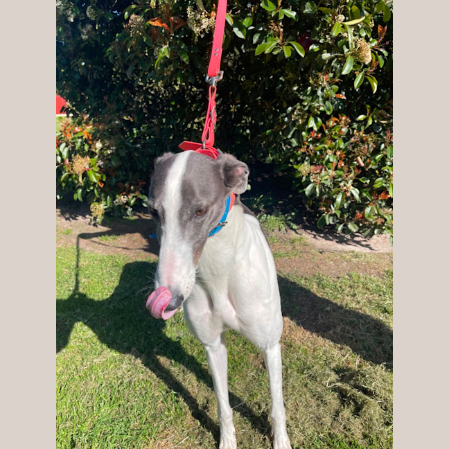 Photo of Millie