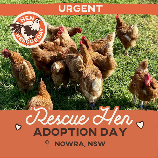 Photo of Adoption Day  Rescue Hens  Nowra, Nsw