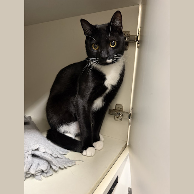 Photo of Pingu *Meet Me At Our Strathfield Site*