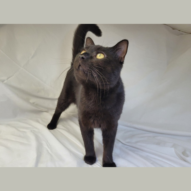 Photo of Butterscotch 