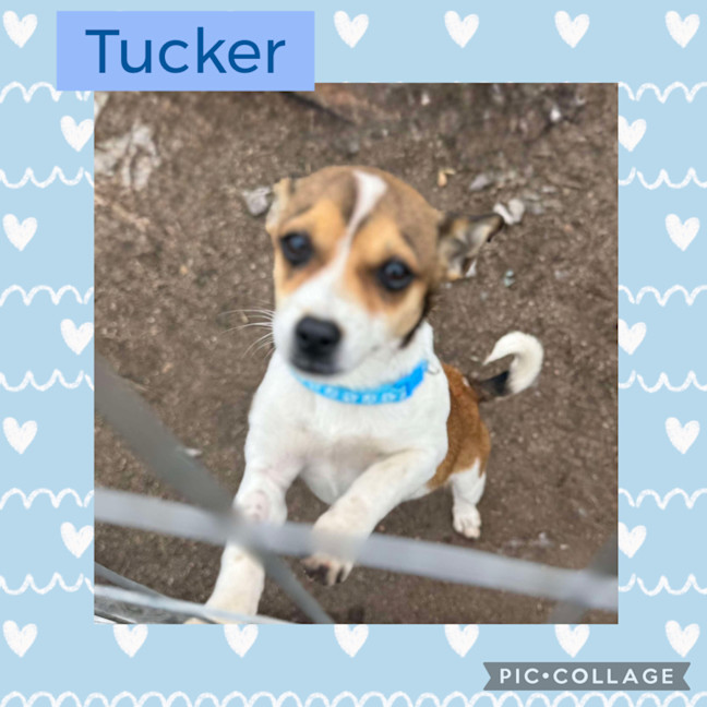 Photo of Tucker 