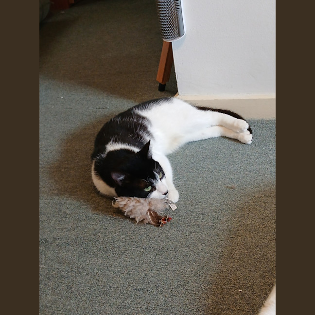 Photo of Ripley 🐾