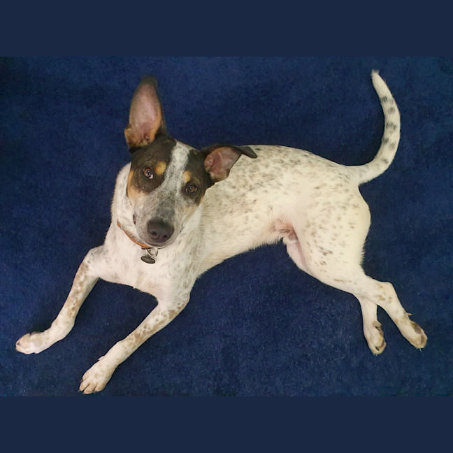 Photo of Scrat