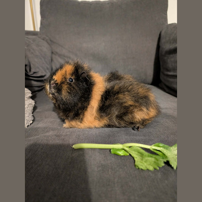 Photo of Donut