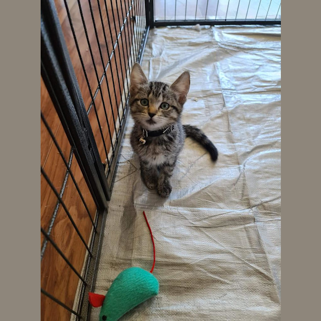 Photo of Tilly (Was Petal)