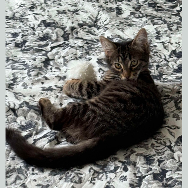 Photo of Lilly & Banjo