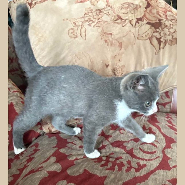 Photo of Mittens   Meet Me At The Adoption Day 28/2