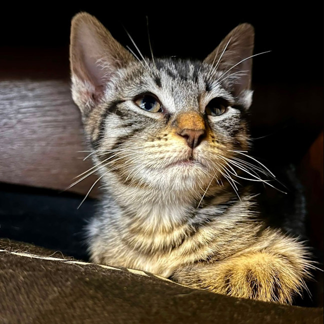 Photo of Dorito