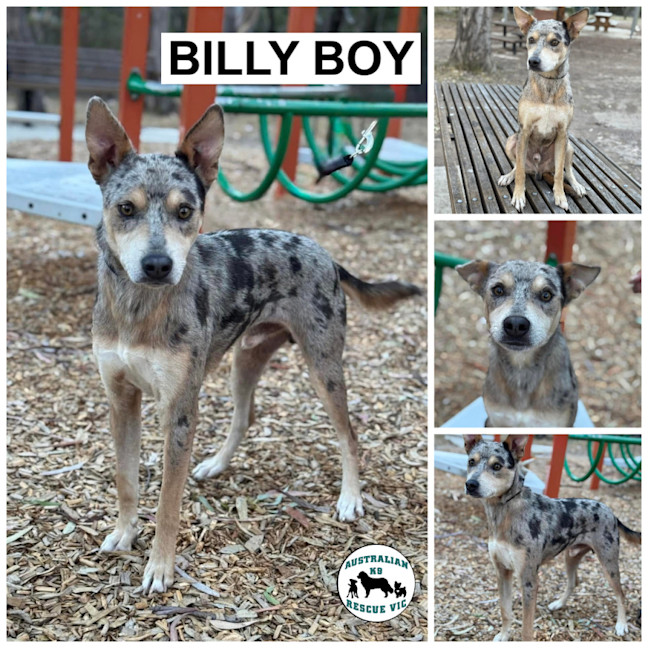 Photo of Billy Boy 