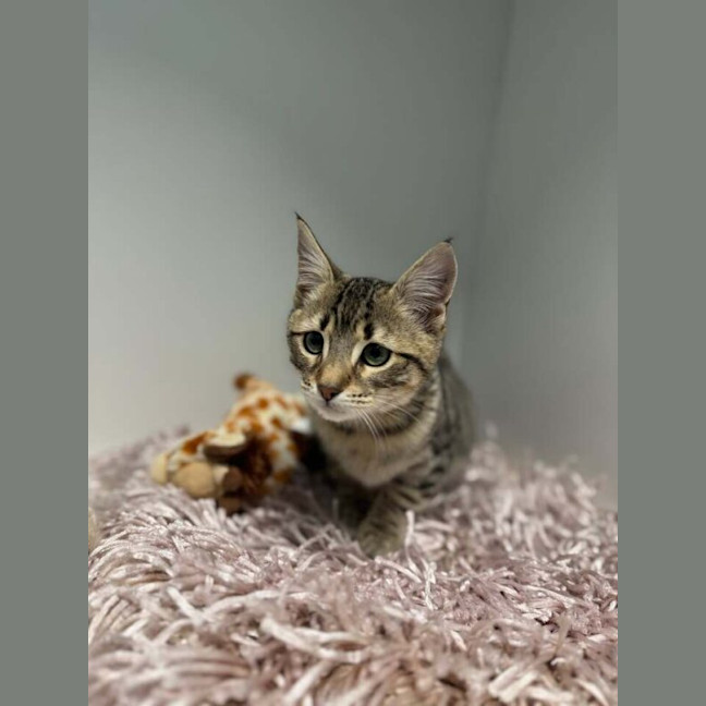 Photo of Tez Nee Sammy