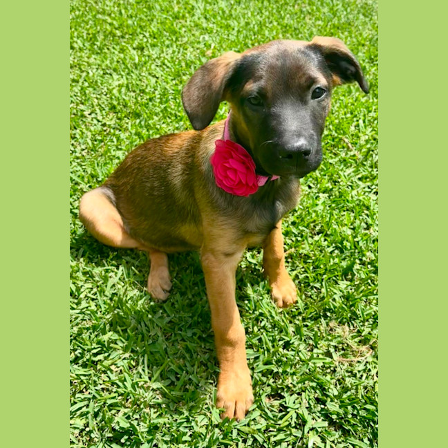 Photo of Lief   12 Week Old German Shepherd X