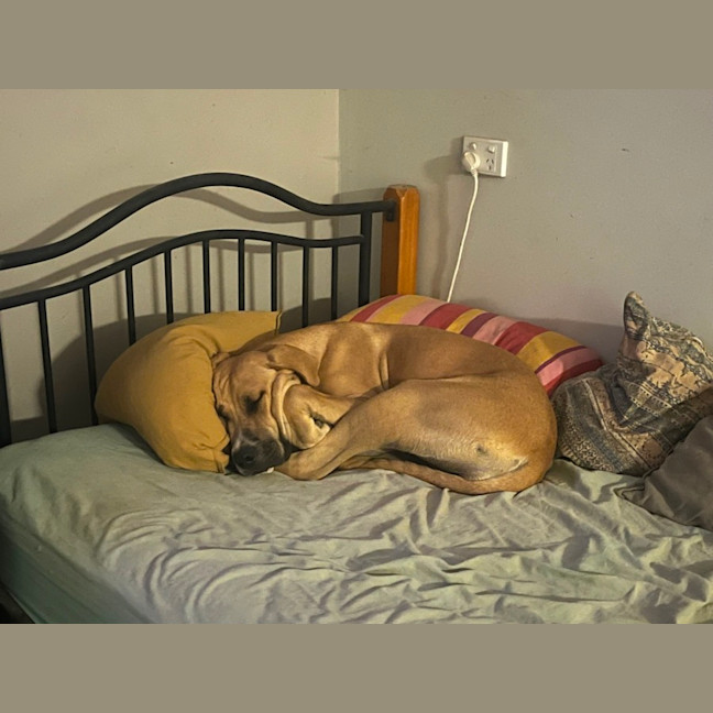 Photo of Bindi 