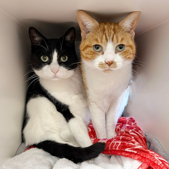 Photo of Harold & Kumar