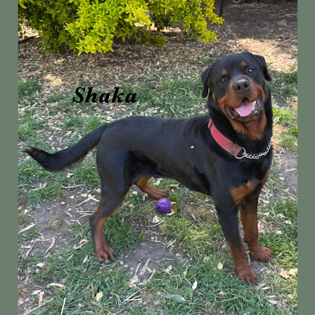 Photo of Shaka