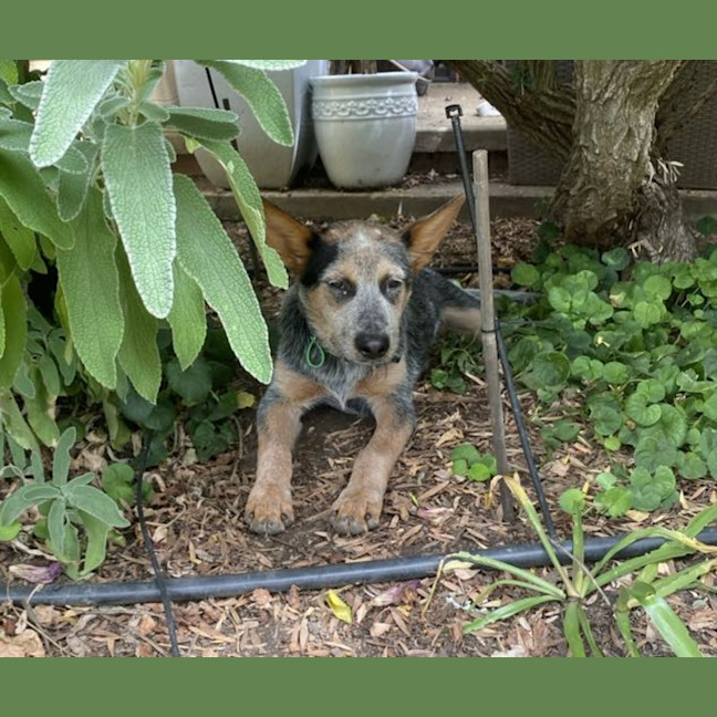 Photo of Tucker