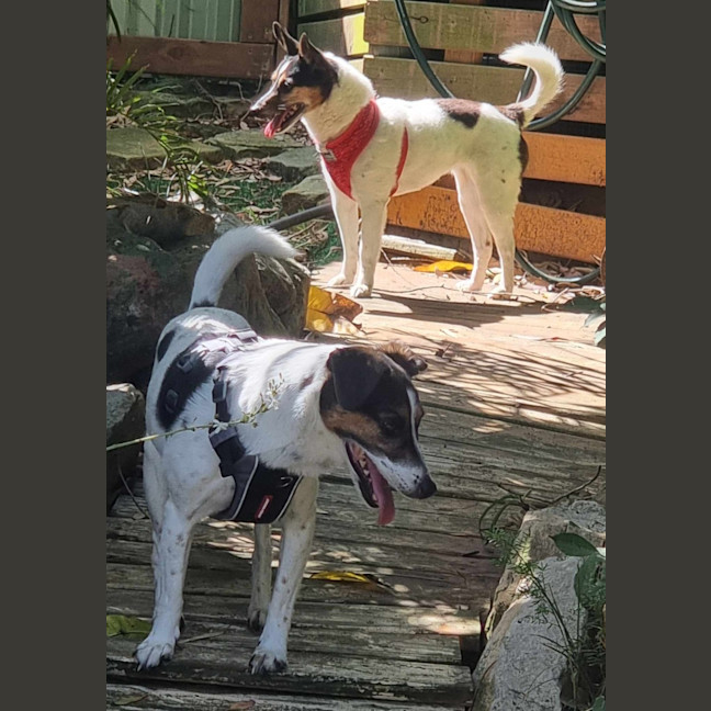 Photo of Dana & Jezzie