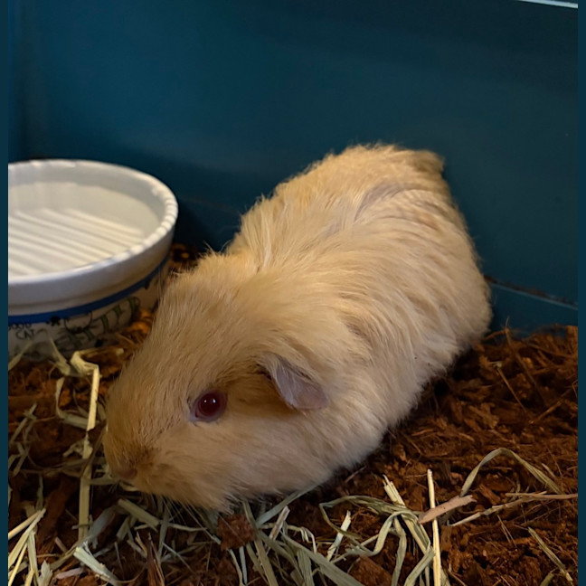 Photo of Julius