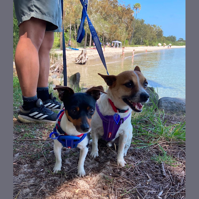 Photo of Lola & Louie   4 Year Old Mini Fox Terriers