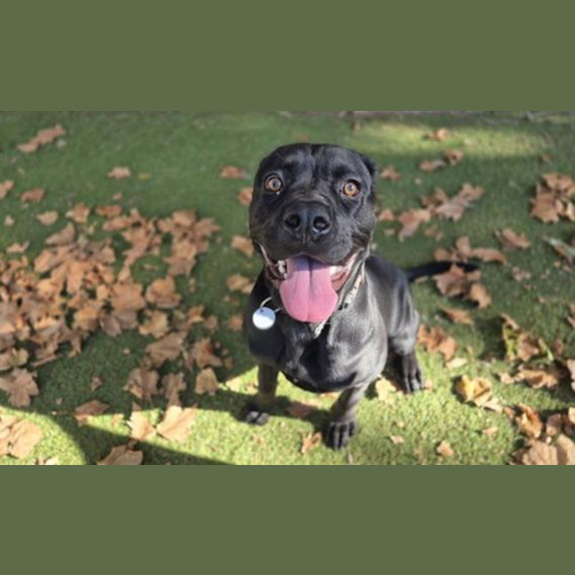 Photo of Luna