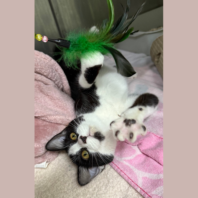 Photo of Apollo