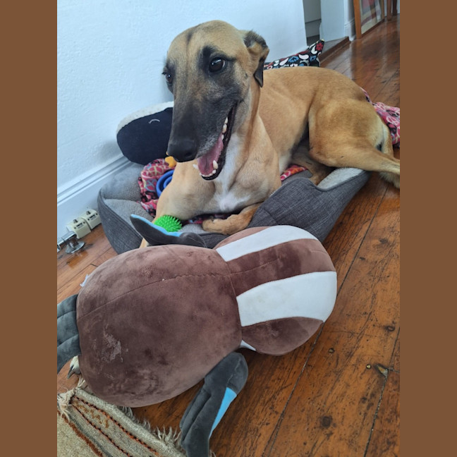 Photo of Bella, The Greyhound