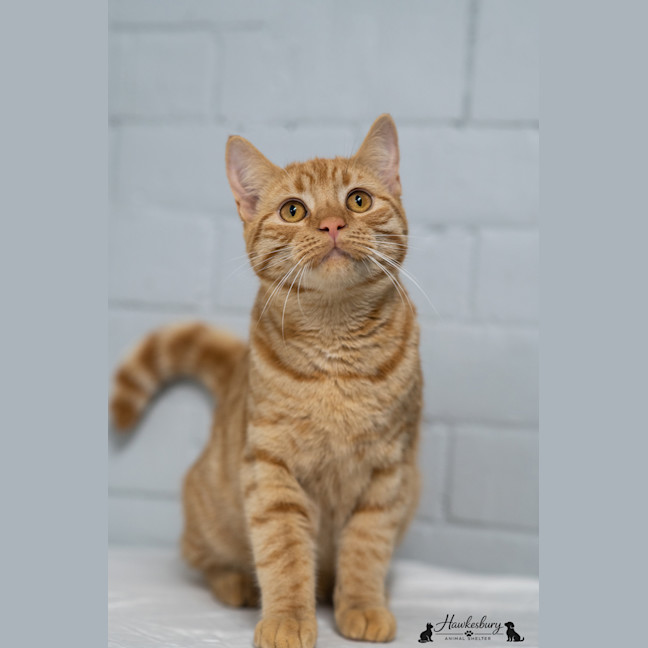 Photo of Samson