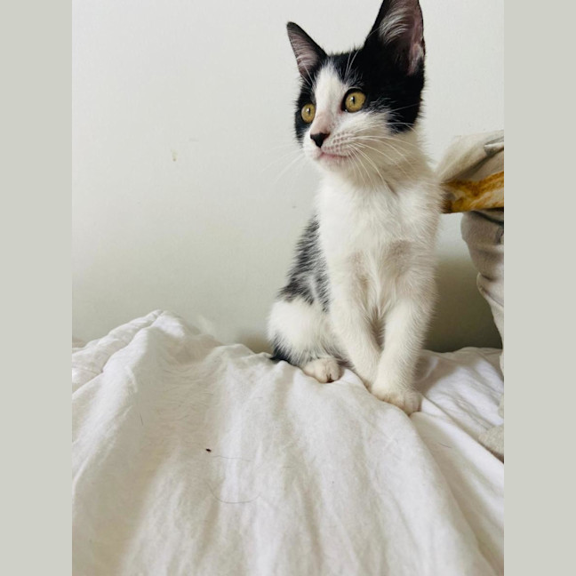 Photo of Chilli