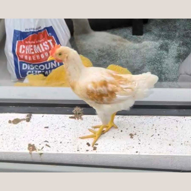 Photo of Sunny The Rooster