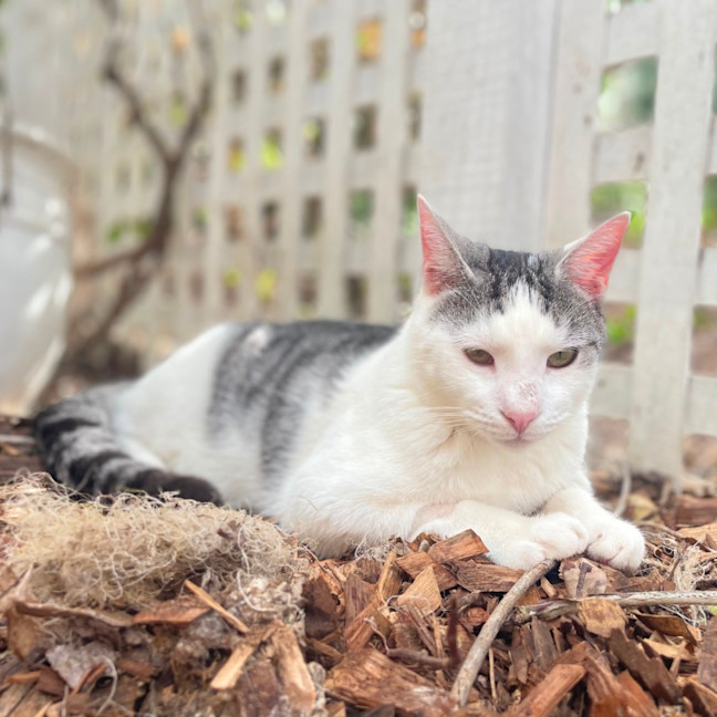 Photo of Maverick