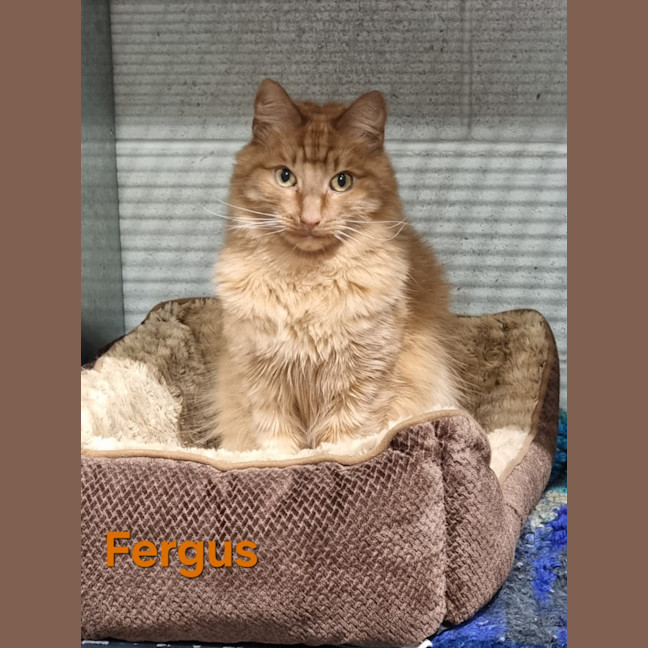 Photo of Fergus