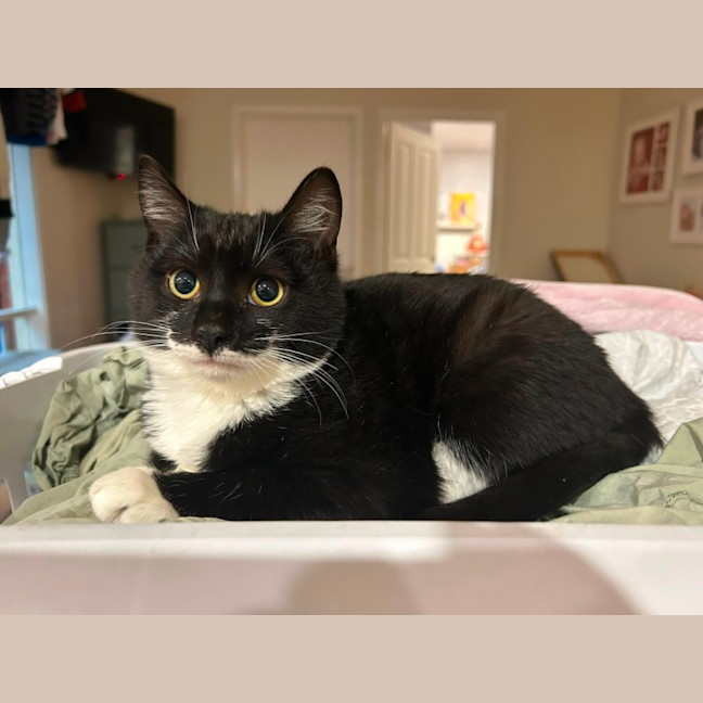 Photo of Theodore