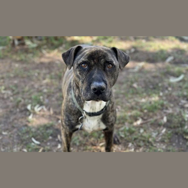 Photo of Jasper