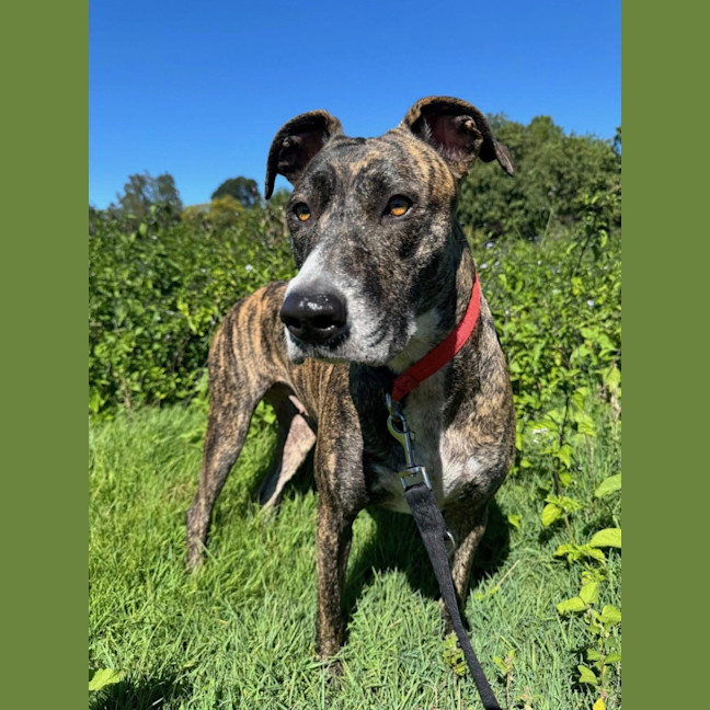 Photo of Maisy *$350 Adoption Fee*